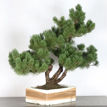Pin mugo bonsai PM-2-5