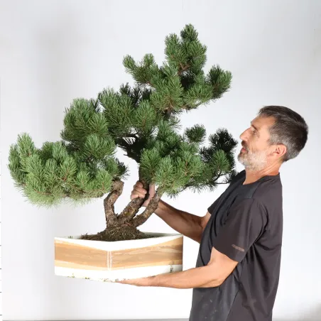 image supplémentaire - BONSAI PIN MUGO triple...