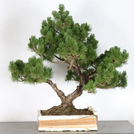 Mugo Bonsai Pine PM-2-4
