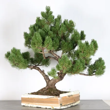 image supplémentaire - BONSAI PIN MUGO 2-4