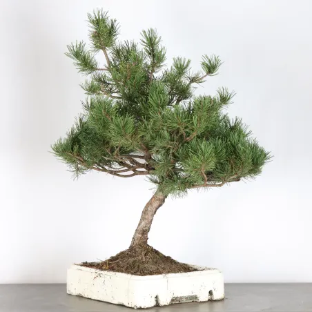 PREBONSAI PIN MUGO 4-10