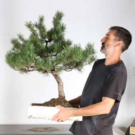 image supplémentaire - PREBONSAI PIN MUGO 4-10