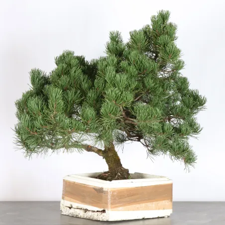 BONSAI PIN MUGO 4-13