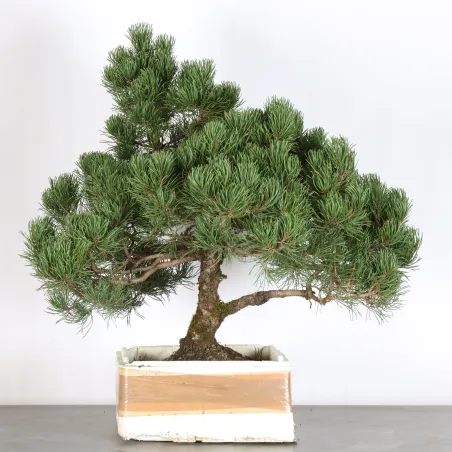 image supplémentaire - BONSAI PIN MUGO 4-13