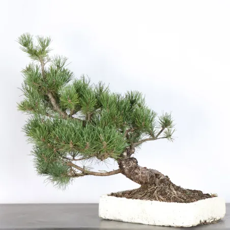 BONSAI PINUS MUGO 4-8