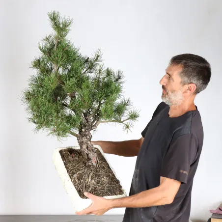 image supplémentaire - BONSAI PIN MUGO 4-8
