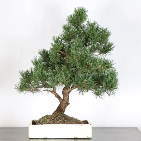 Pin mugo bonsai PM-4-4