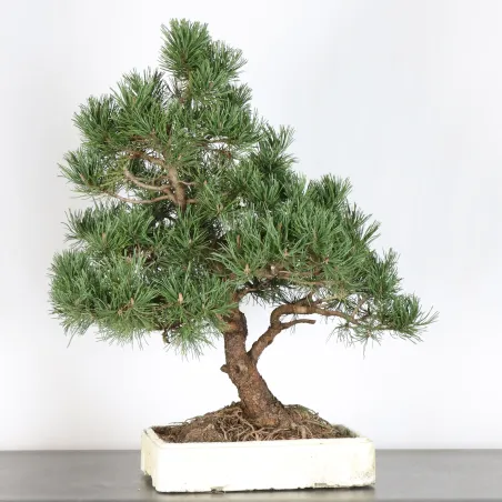 image supplémentaire - BONSAI PIN MUGO 4-4