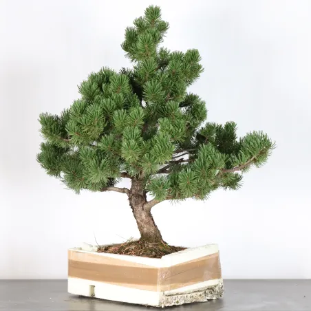 Pin mugo bonsai PM-4-14