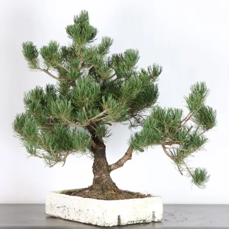 Pin mugo bonsai PM-4-1