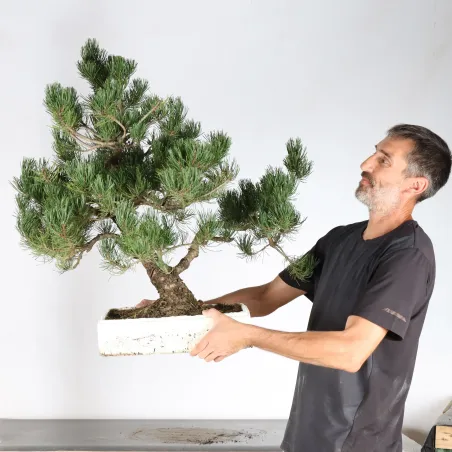 image supplémentaire - PREBONSAI PIN MUGO 4-1