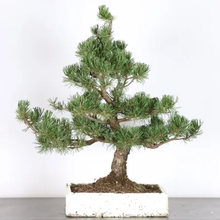 image supplémentaire - PREBONSAI PIN MUGO 5-13