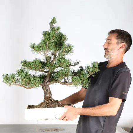 PREBONSAI PIN MUGO 5-13