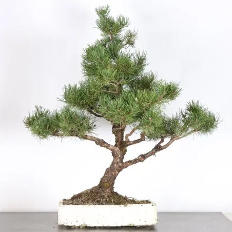 image supplémentaire - PREBONSAI PIN MUGO 5-12