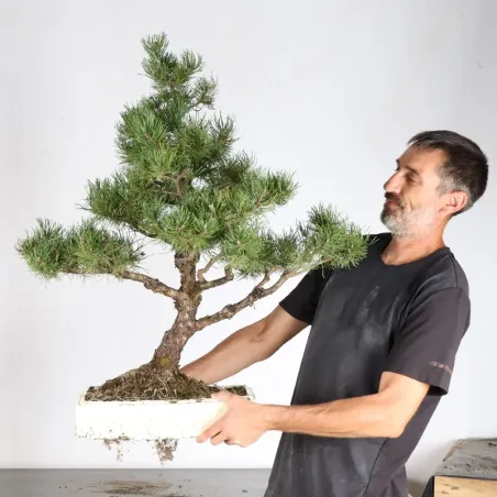 PREBONSAI PIN MUGO 5-12