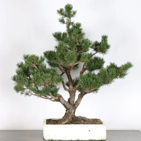 Pin mugo bonsai PM-5-9
