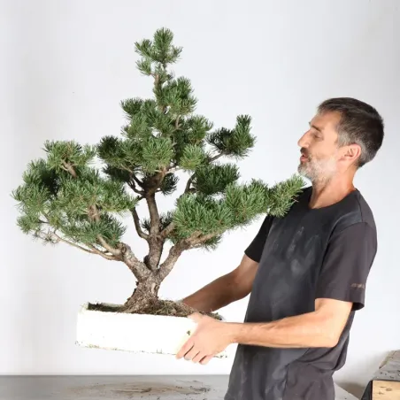 image supplémentaire - BONSAI PIN MUGO 5-9