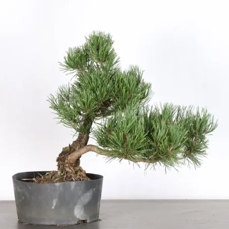 Pin mugo bonsai PM-5-8