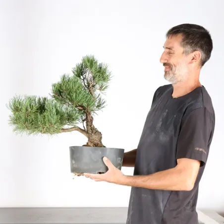 image supplémentaire - BONSAI PIN MUGO 5-8