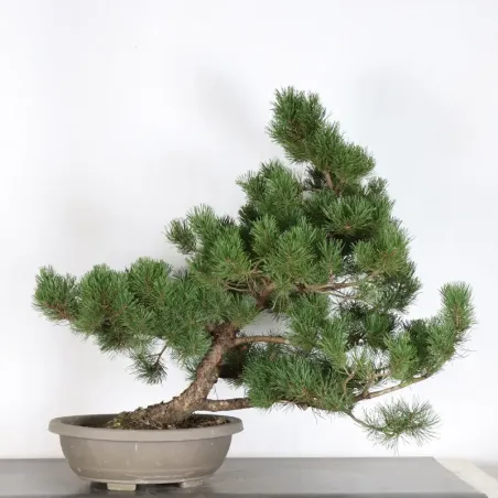 Mugo Bonsai Pine PM-5-7