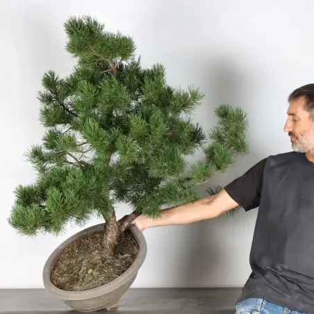 image supplémentaire - PREBONSAI PINUS MUGO 5-7