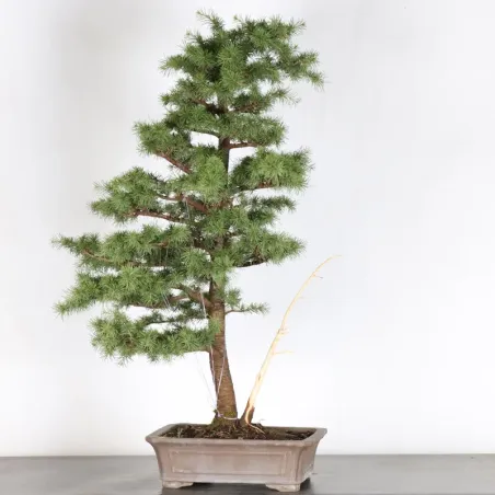 image supplémentaire - Cedar of Lebanon "cedrus...