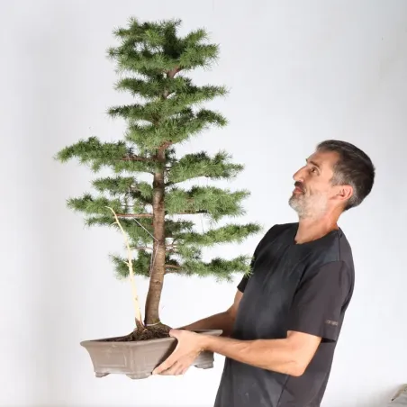 Cedar of Lebanon "cedrus libani" 1-1
