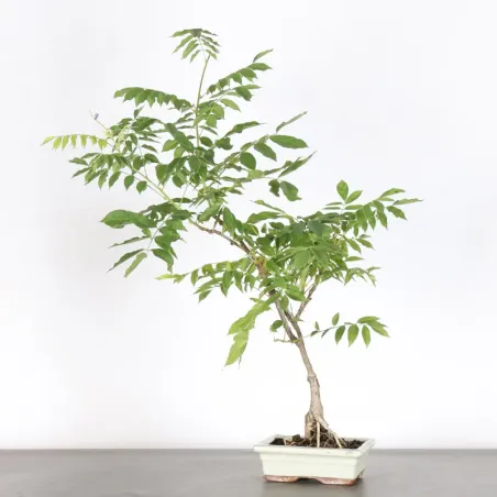 Bonsai Glycine "Wisteria Sinensis"
