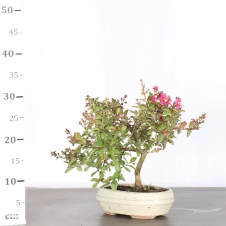 image supplémentaire - LILAS DES INDES...