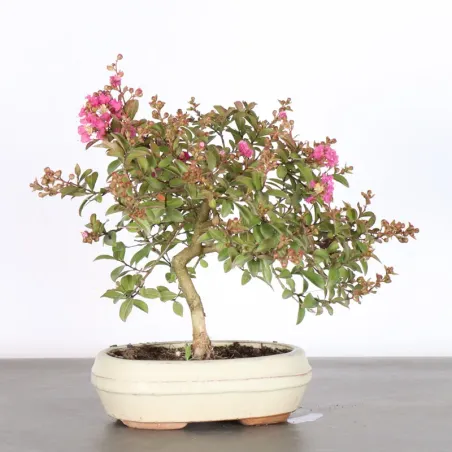 Indian lilac "LAGERSTROEMIA" 1-2