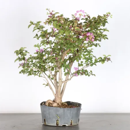Bonsai Lagestroenia