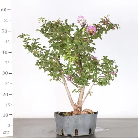image supplémentaire - LILAS DES INDES...