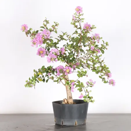 Bonsai Lagestroenia