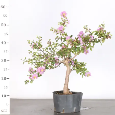 image supplémentaire - LILAS DES INDES...