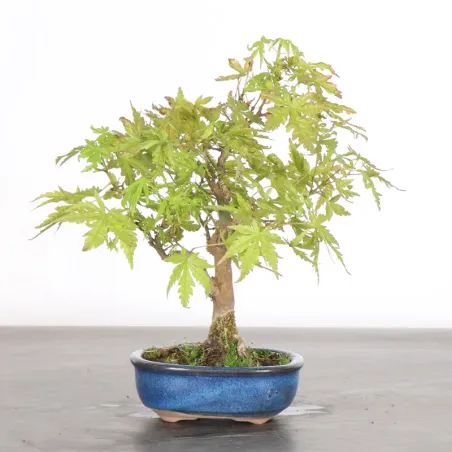 image supplémentaire - ÉRABLE DU JAPON "ACER...