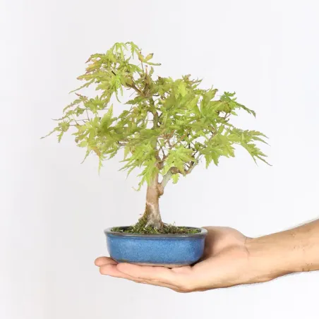 Bonsai Erable Palmatum Shohin APS-1-6
