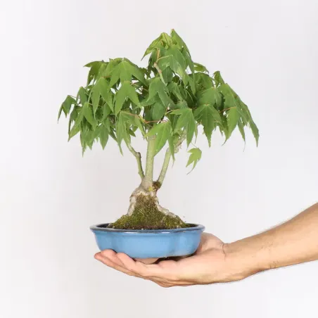 Bonsai Erable Palmatum Shohin APS-2-14