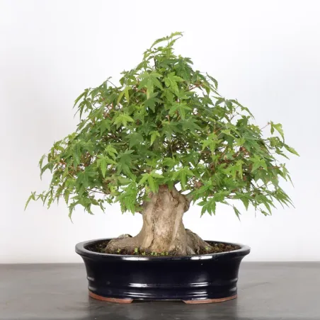 ERABLE DU JAPON "ACER PALMATUM" 1-23