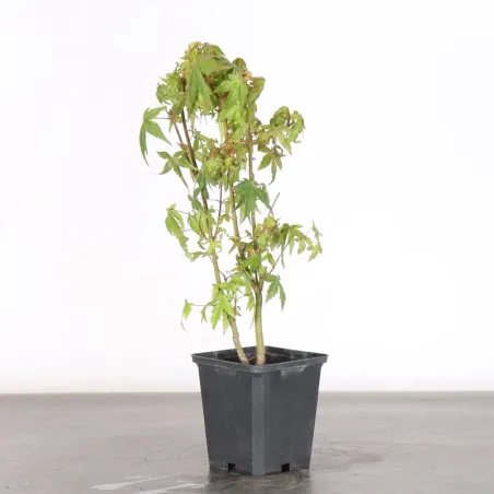Bonsai Acer Palmatum AP-1-17