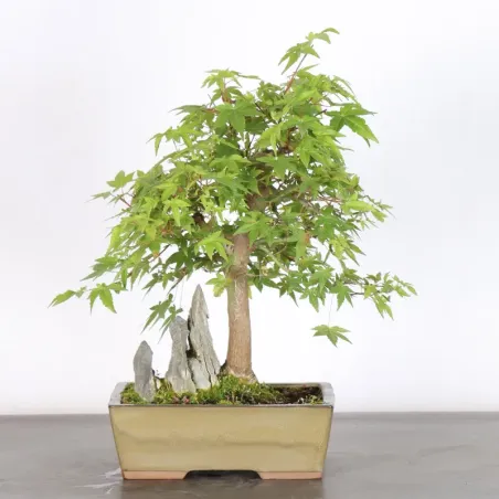 Bonsai Acer Palmatum AP-1-6