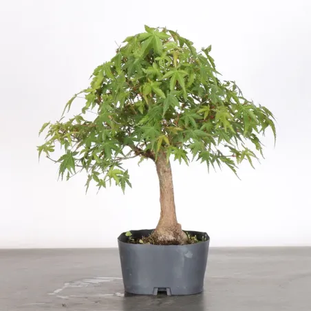 Bonsai Acer Palmatum AP-1-10