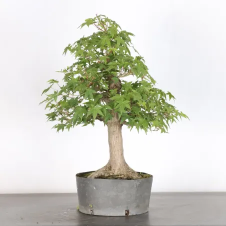Bonsai Acer Palmatum AP-2-13
