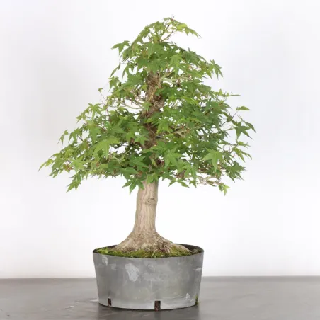 image supplémentaire - ERABLE DU JAPON "ACER...