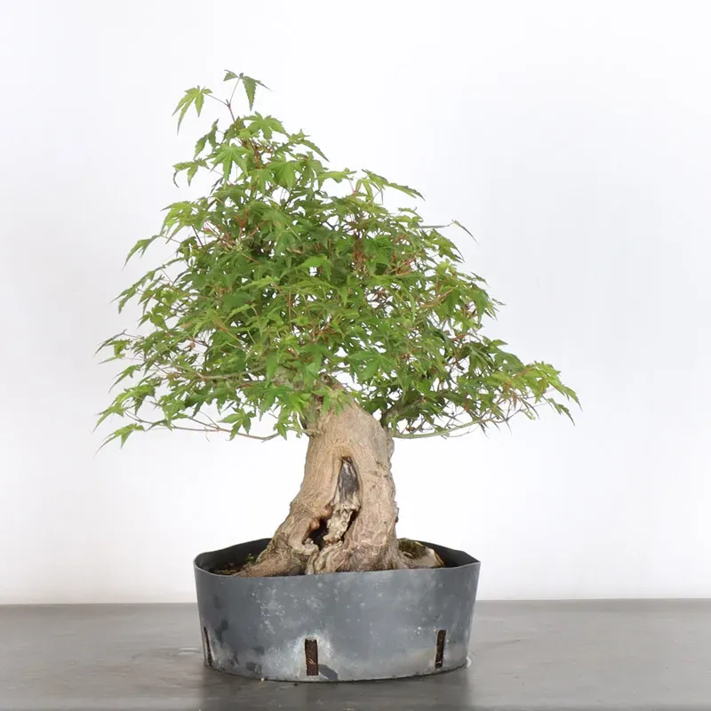 Bonsai Acer palmatum AP-2-14