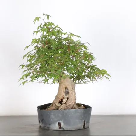 Bonsai Acer palmatum AP-2-14
