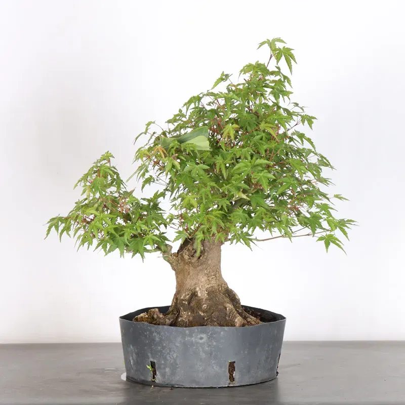 image supplémentaire - ERABLE DU JAPON "ACER...