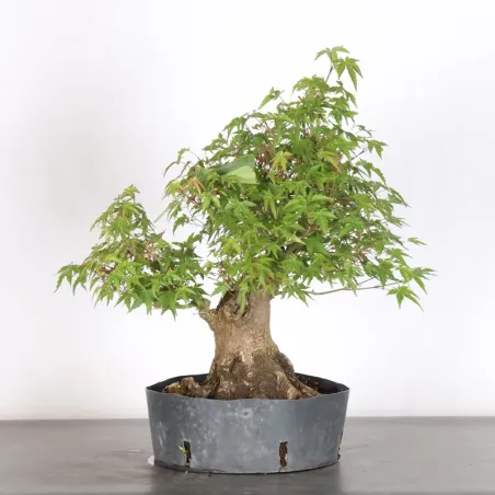 image supplémentaire - JAPANESE MAPLE "ACER...