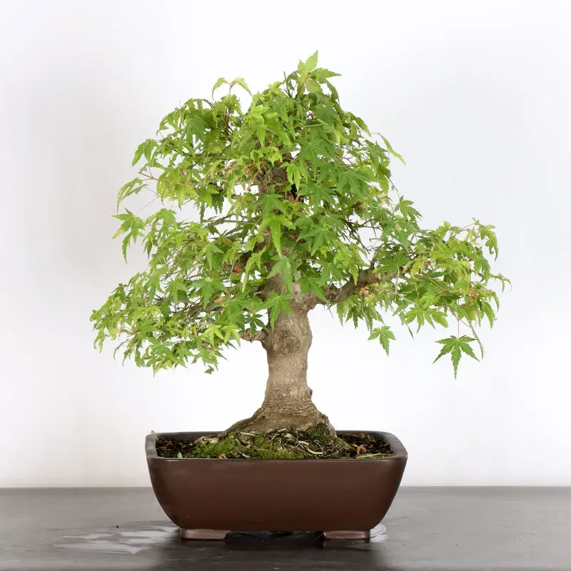 image supplémentaire - ERABLE DU JAPON "ACER...