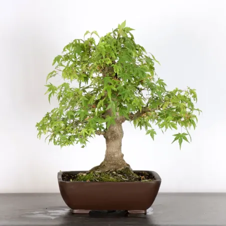 image supplémentaire - ERABLE DU JAPON "ACER...