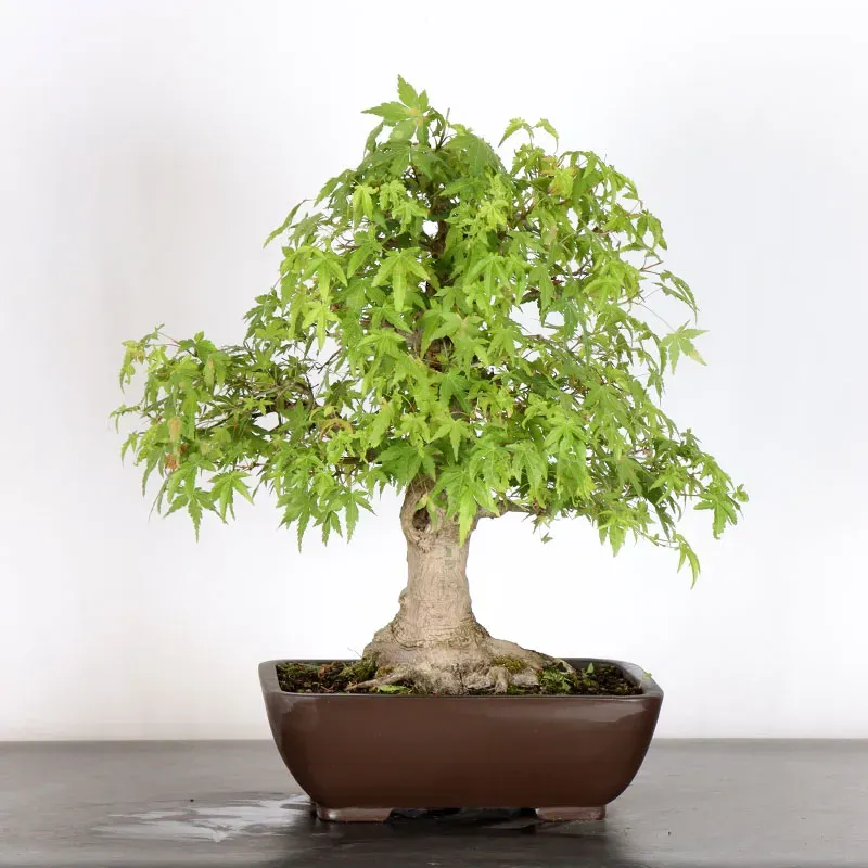 ERABLE DU JAPON "ACER PALMATUM" 3-22
